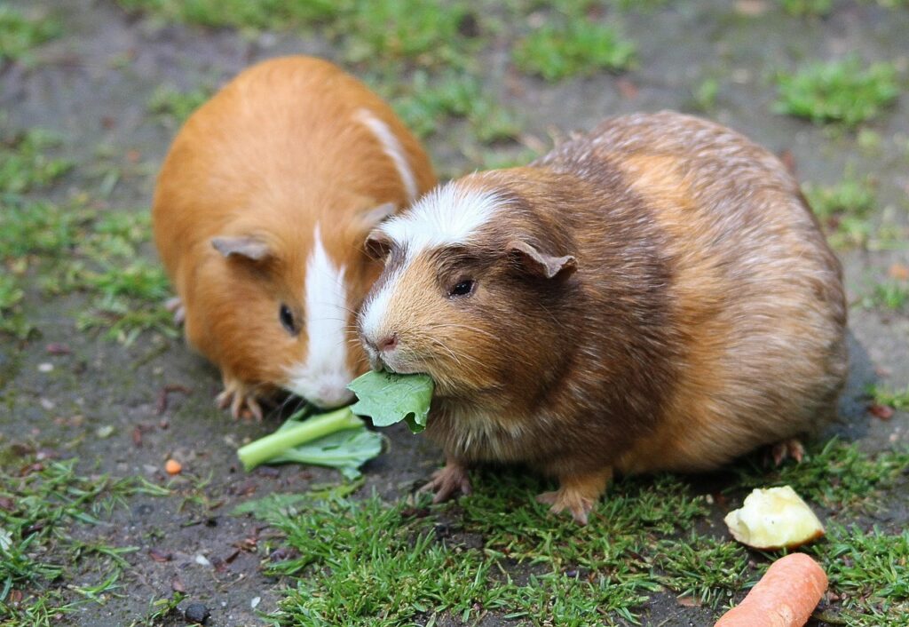 cavia opvang